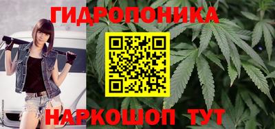 шишки Заволжье